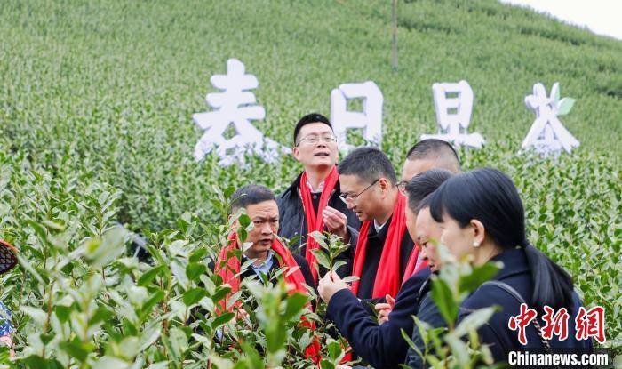 浙江瑞安"清明早茶"开采 侨力助推茶叶出海"破圈"_高楼镇_蔡武剑_华侨