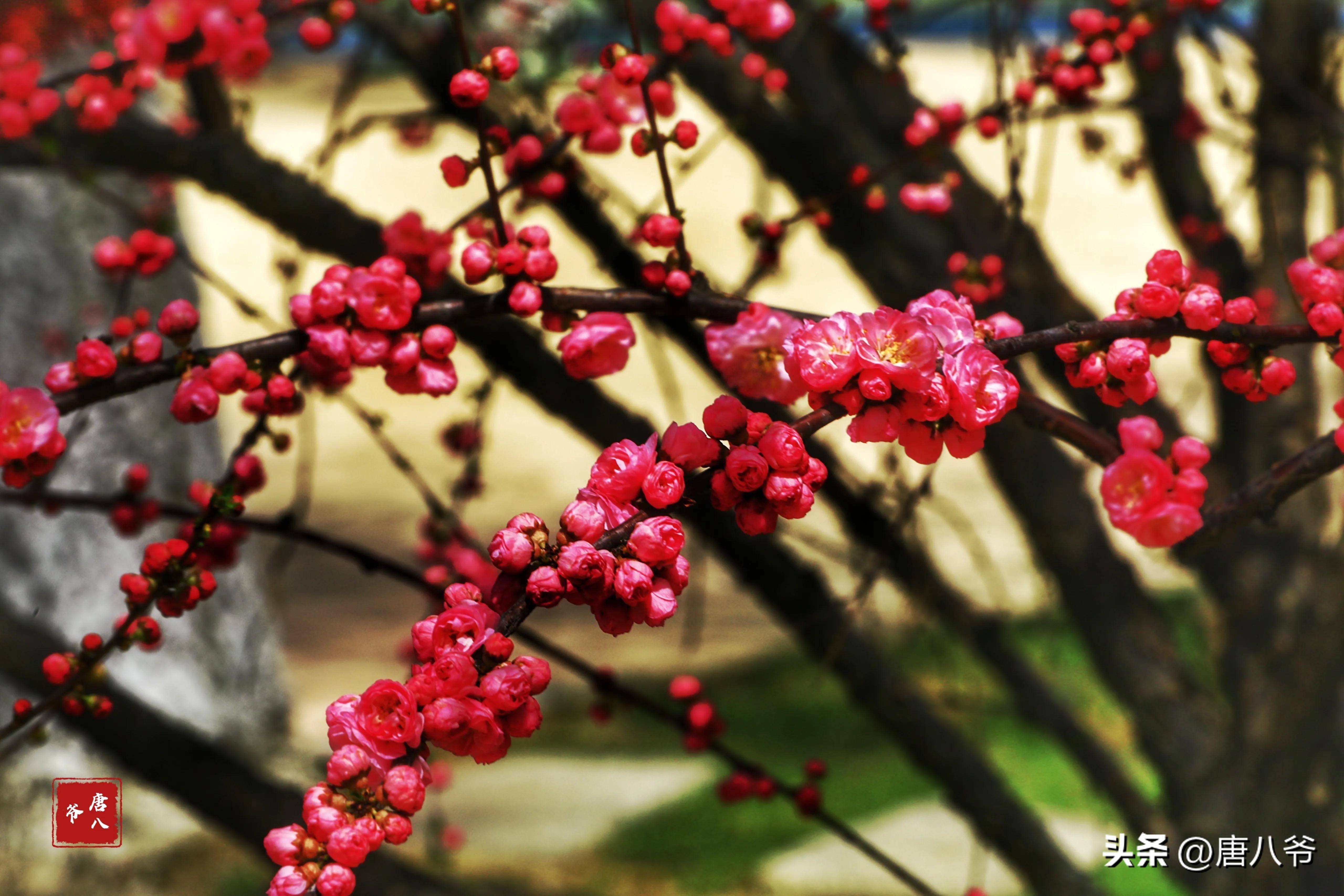 红梅枝头春天到,芳菲满枝香盈庭