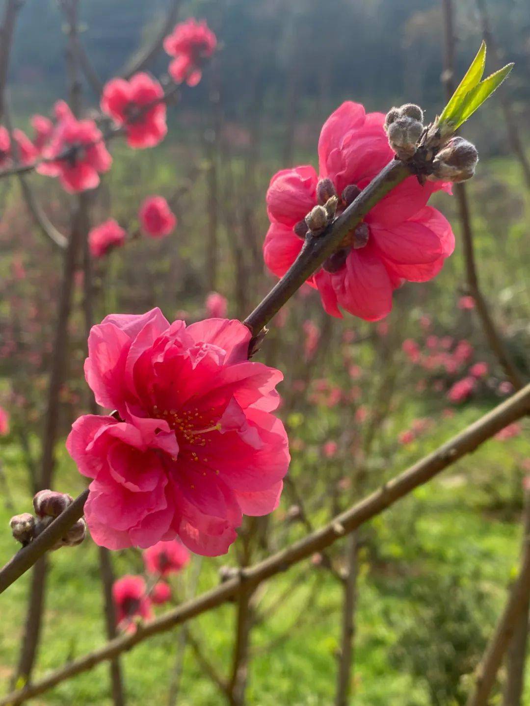 青秀山桃花图片