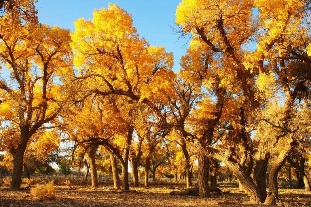沙滩_历史_自然