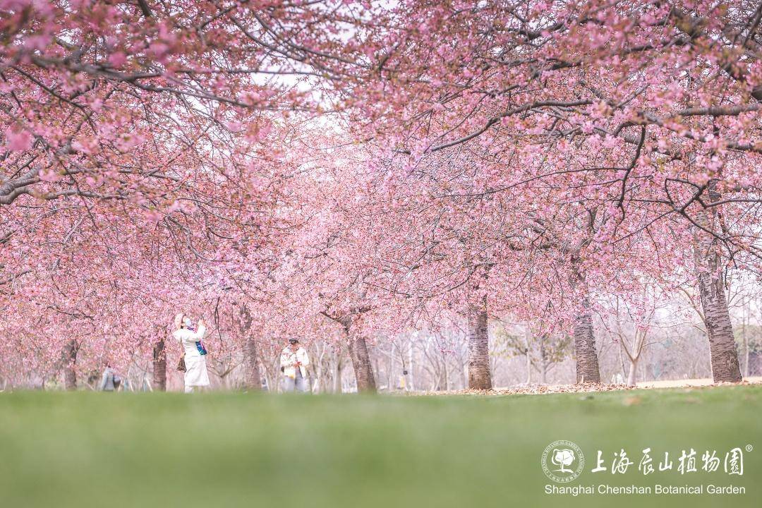 辰山植物园的樱花大道图片