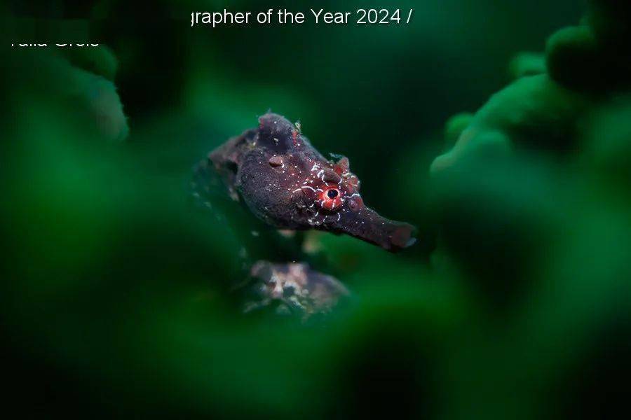 underwater photographer of the year_英国_鲸鱼_螃蟹