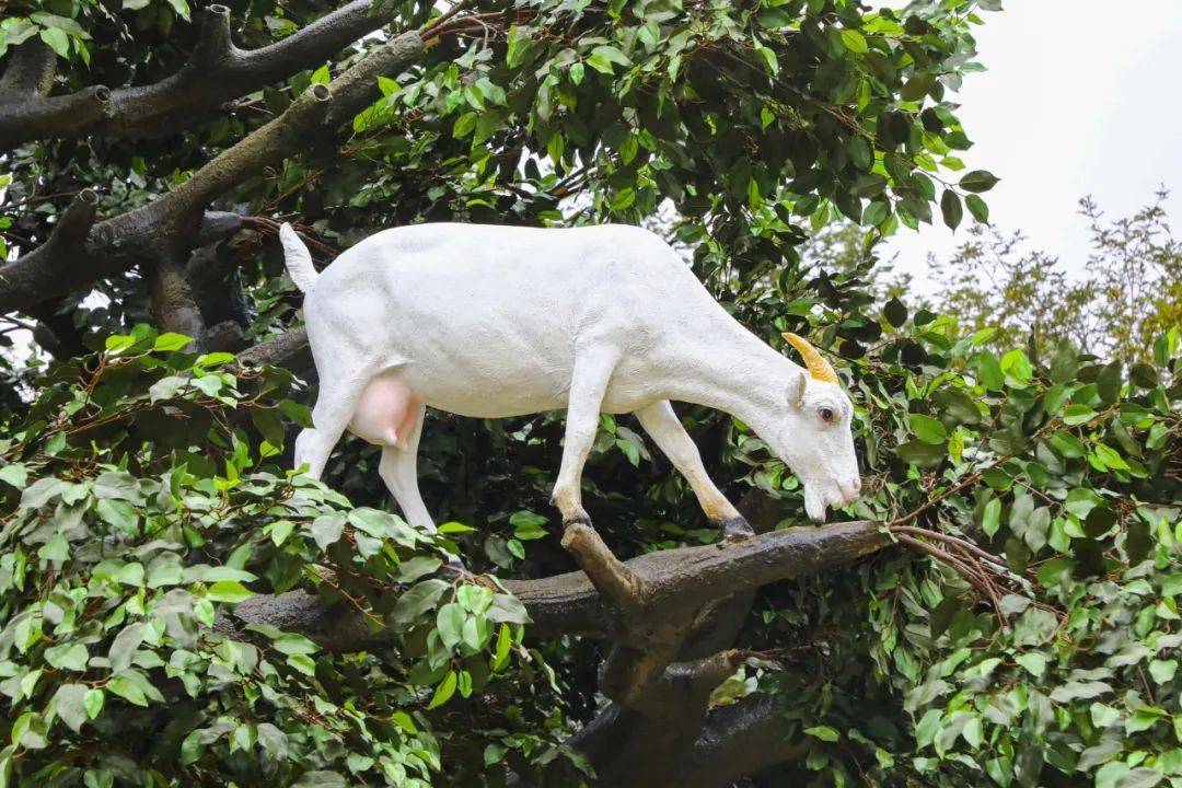 新奇的视觉体验将带给大家独特其中,全新剧目"羊上树"表演天天上演