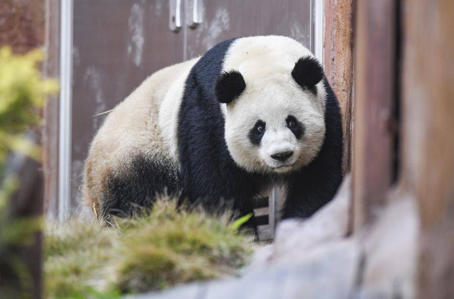 50 giant pandas to settle in beijings fangshan district next