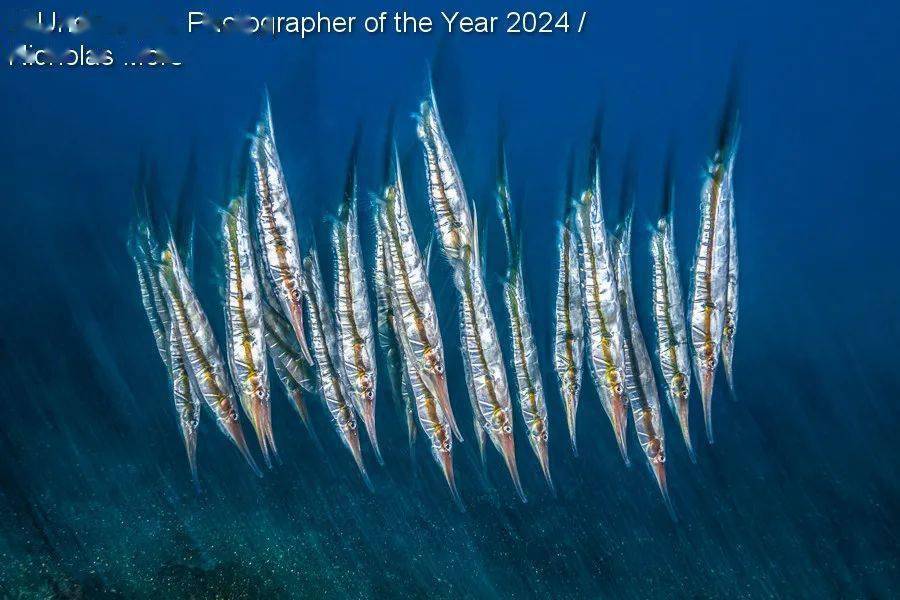 underwater photographer of the year_英国_鲸鱼_螃蟹