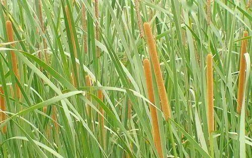 蒲黄是香蒲的干燥花粉,对于蒲黄,大家可能比较陌生,但说到香蒲,一定有
