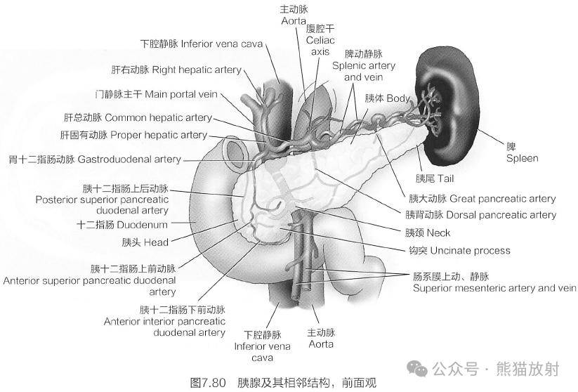 下腔静脉b超的解剖图图片