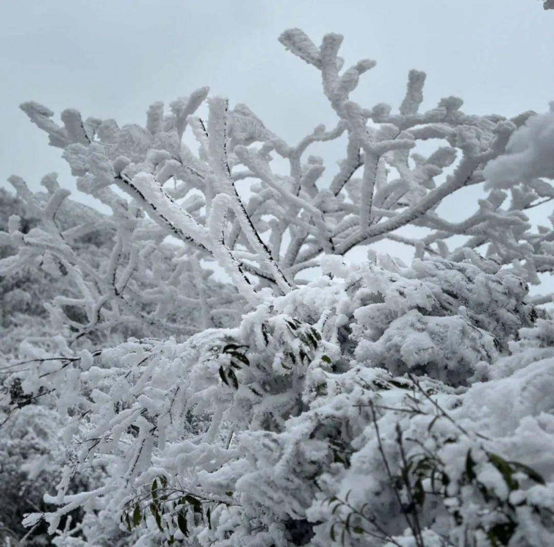 三月春雪,华蓥山不期而遇的浪漫!_美女_优惠_来源