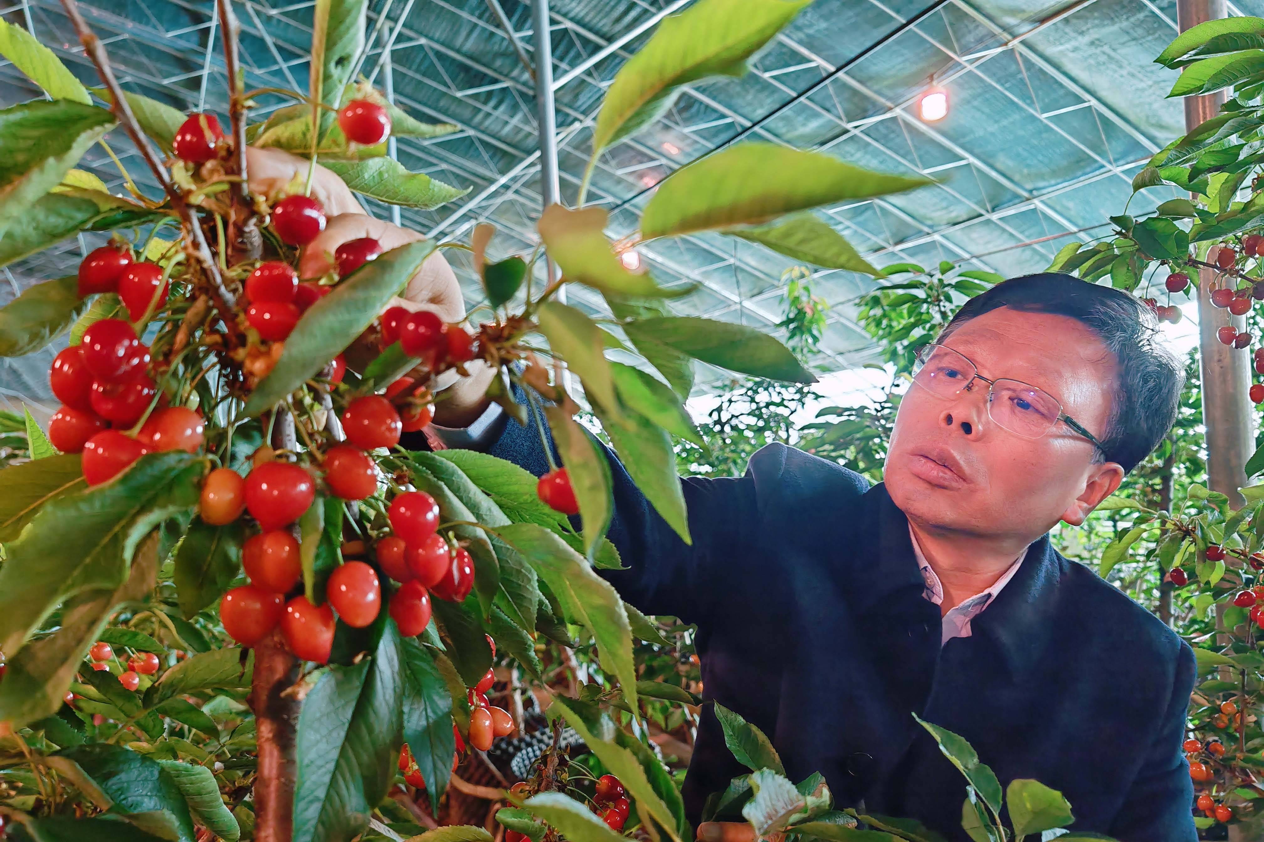 "新安樱桃"正月红