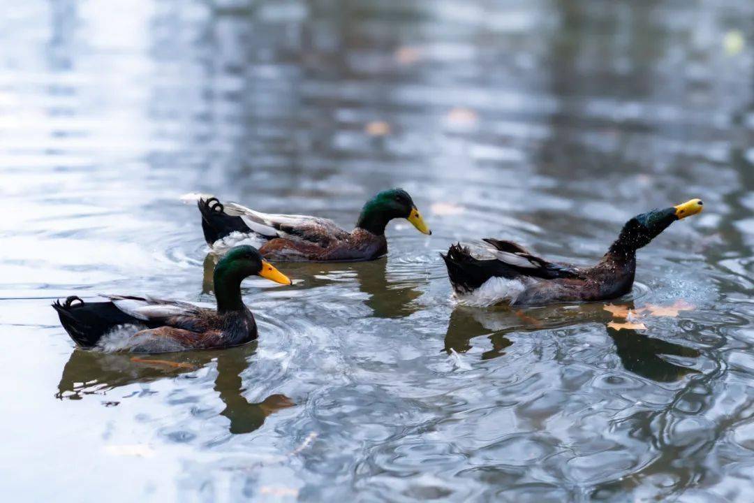 部 杭州国际创新研究院等摄影|邸白鹭 宋超 谢雨倩 高逸文李沛阳 李毅