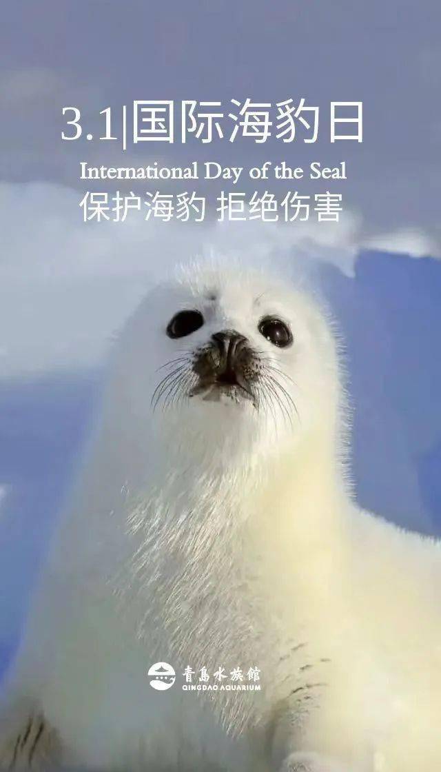 h5|国际海豹日|给海豹一个爱的抱抱_原文