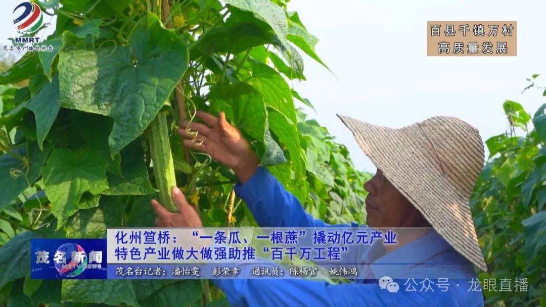 【"百千万工程"高质量发展】化州笪桥:"一条瓜,一根蔗"撬动亿元产业