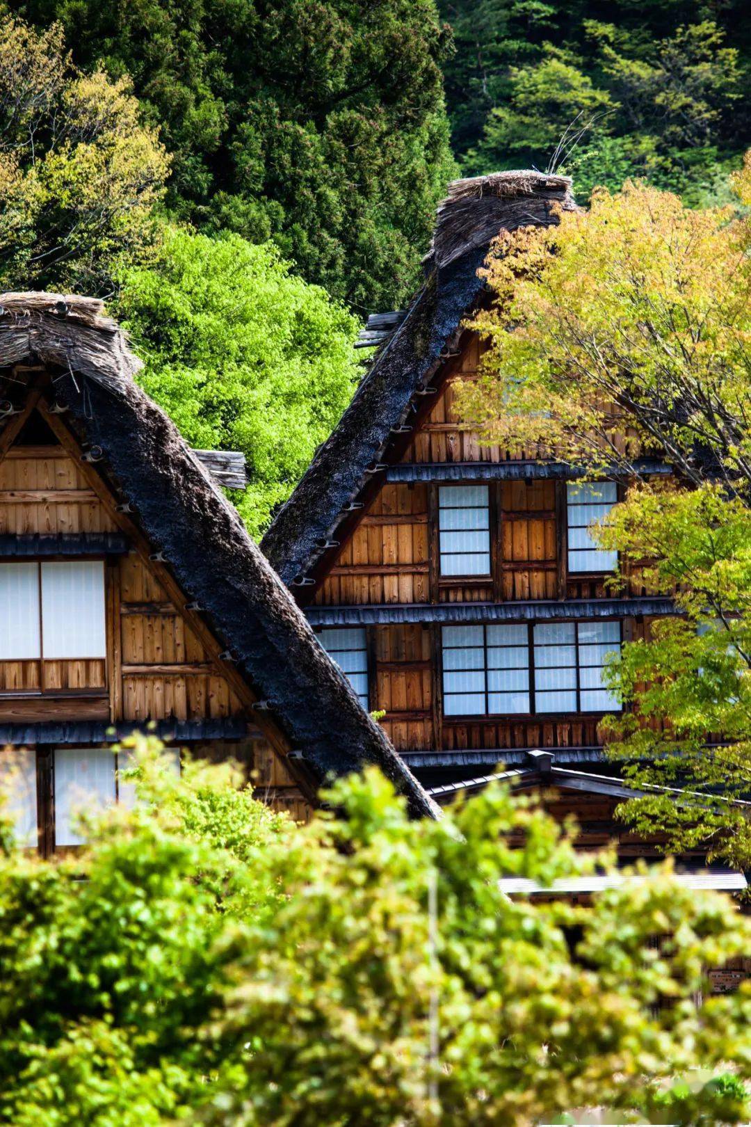日本浪漫樱花季,打卡世界文化遗产-白川乡合掌村!