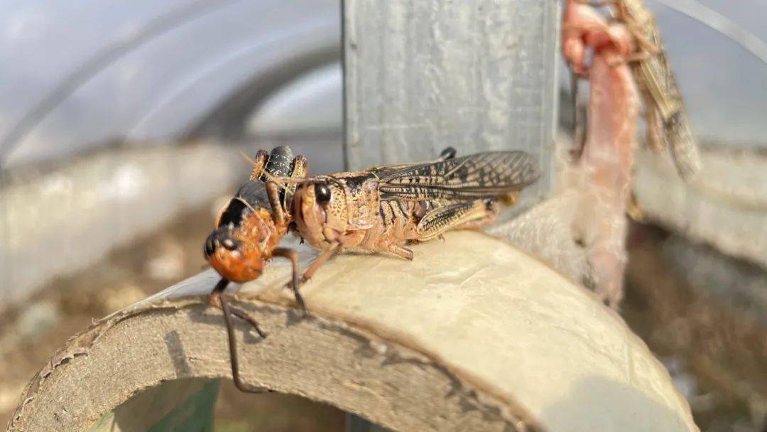 【乡村振兴】铜都街道姑海村:小蚂蚱"蹦"出了致富新路子_养殖_市场_陈