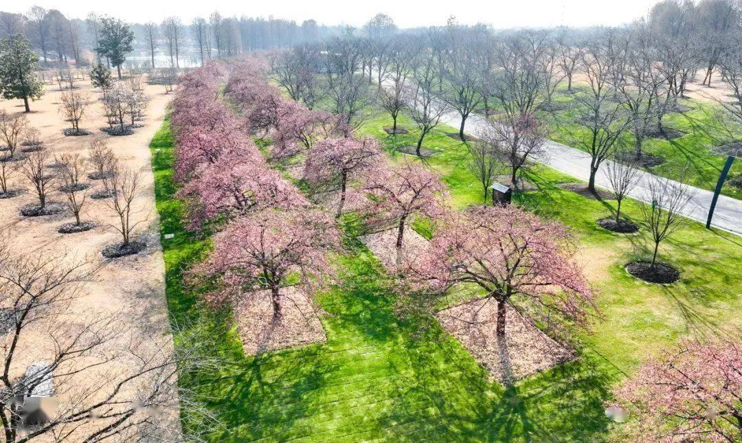 春天的脚步越来越近,周末来辰山植物园赏樱!