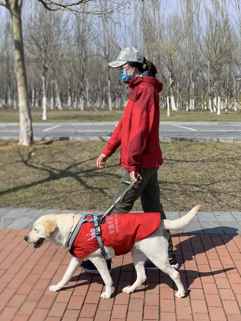 培育成本每只近20万元,导盲犬带主人融入公众日常