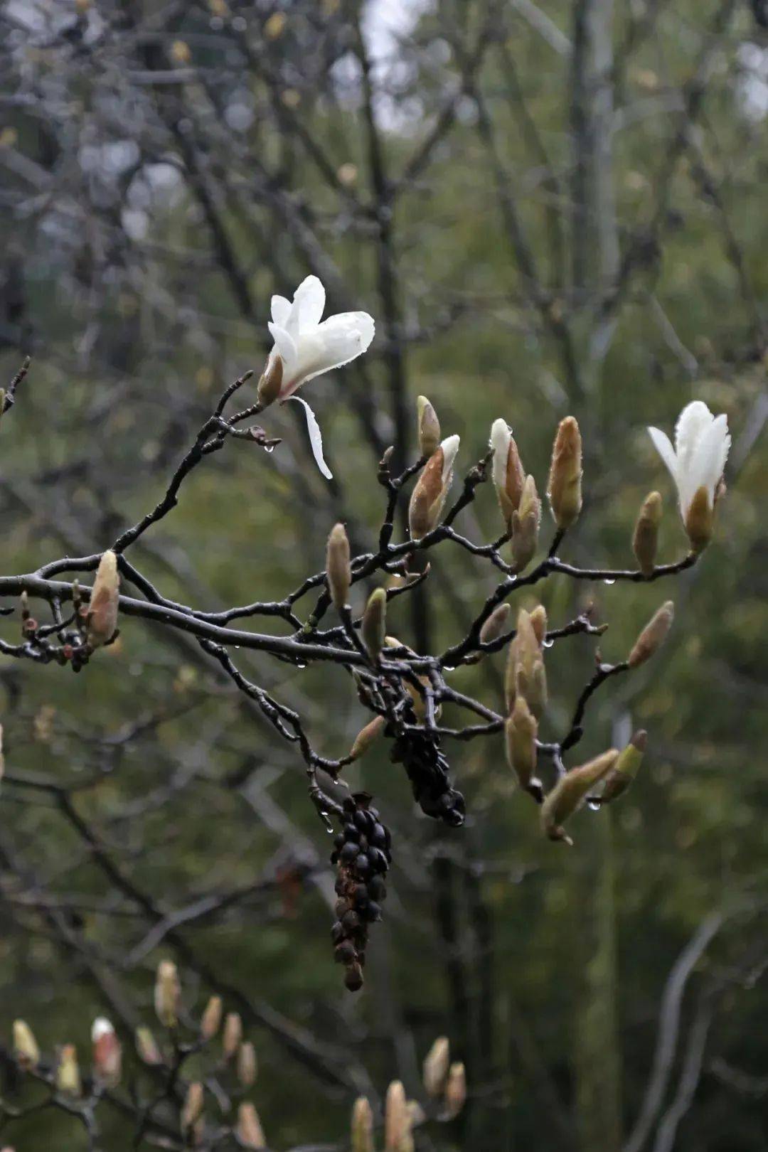 周末去哪玩 | 望春玉兰再报"春"信,打卡点位奉上→_地址_小叶子_共青