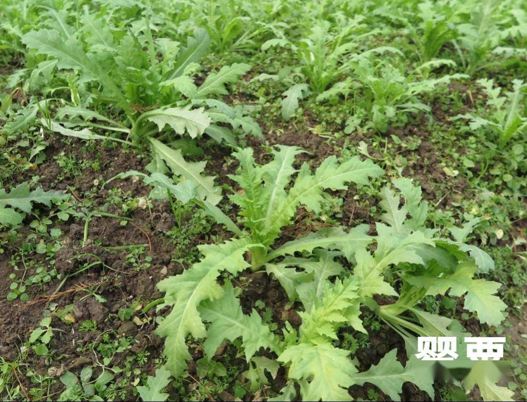 不要傻傻分不清罂粟撞脸蔬菜分辨攻略奉上​