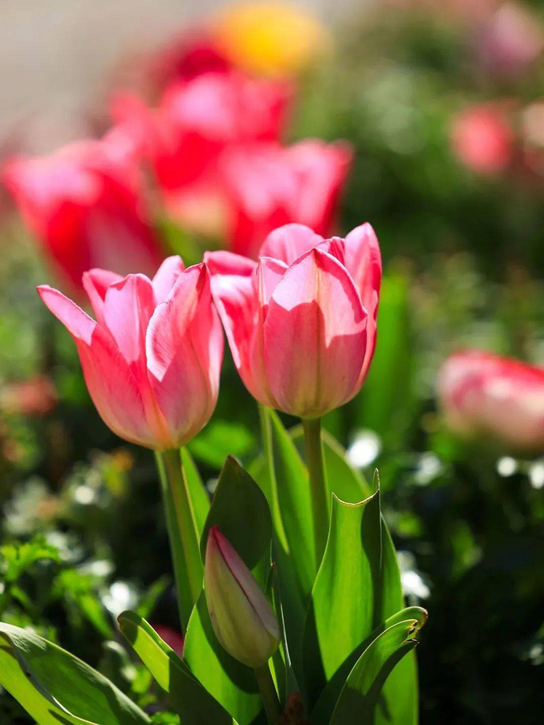 图源@长春莘庄梅园地址:闵行区虹莘路688号眼下梅花开正艳,不过赏梅的