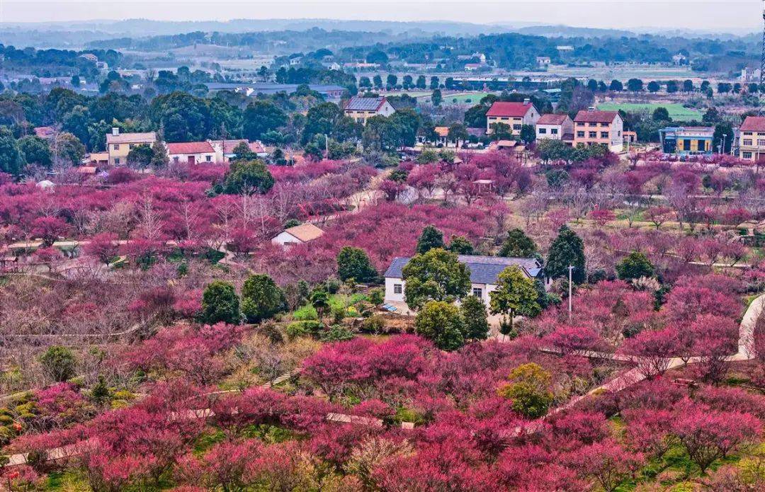 湖北日报镜头下的荆州梅园!_乡村旅游_幸运_奖励
