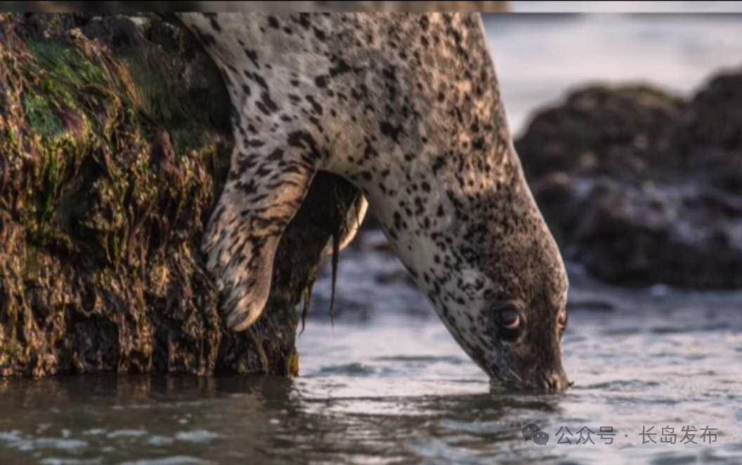 国际海豹日!豹豹我呀,需要你的保护_长岛_宣传_群众
