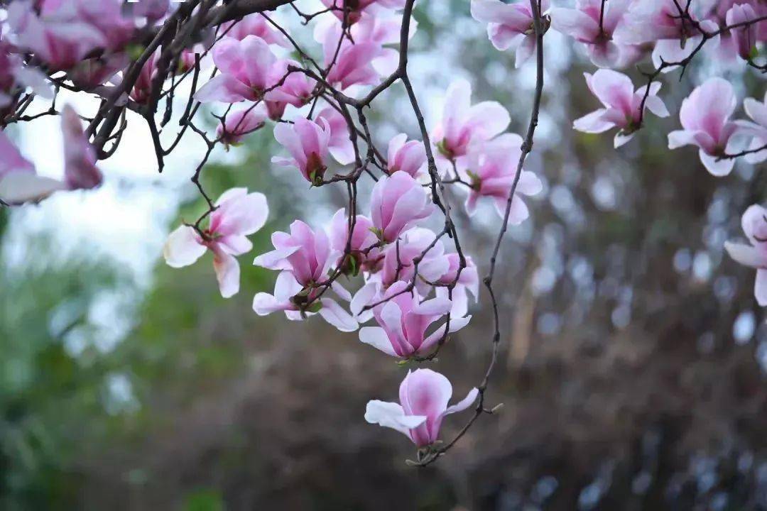 接下来的遂宁64花64花64花64花64花64