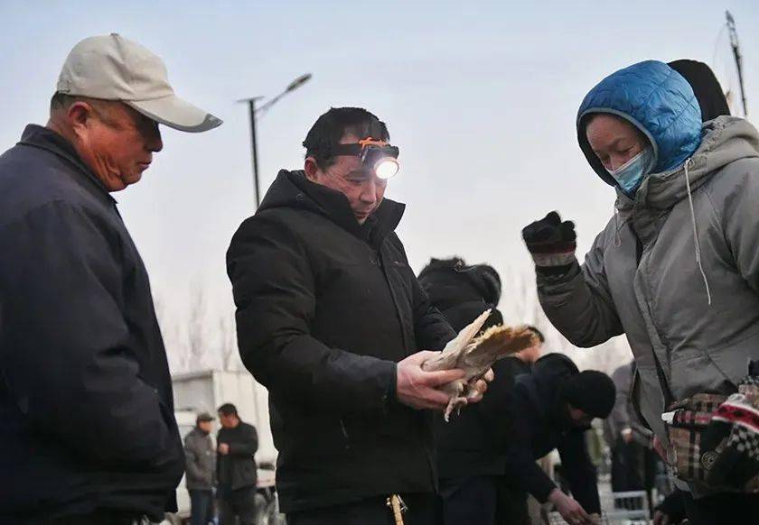 逛国潮鸽子会 赏比利时鸽展 2月好图精彩纷呈_恩城_平原_太阳