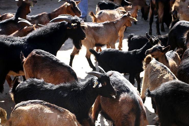 丘北舍得红骨羊妥妥的人间美味
