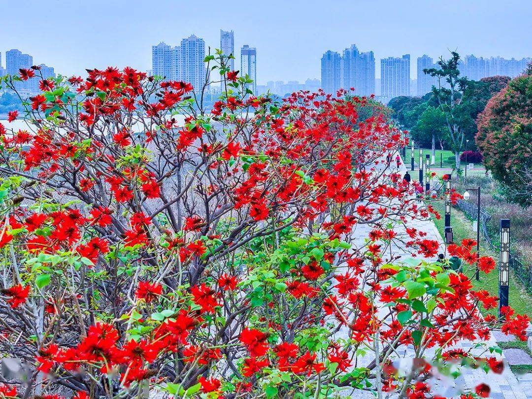 因为一棵树,记住一座城_刺桐_泉州_公园