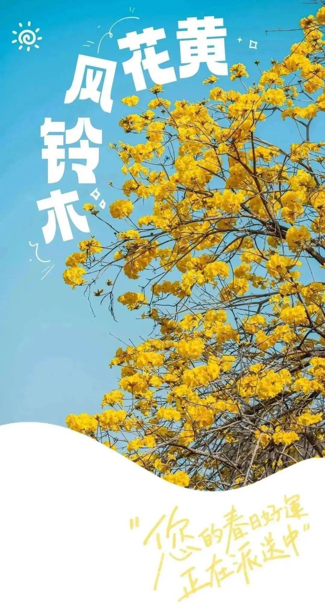 春日限定金惠州黄花风铃木赏花地图上线