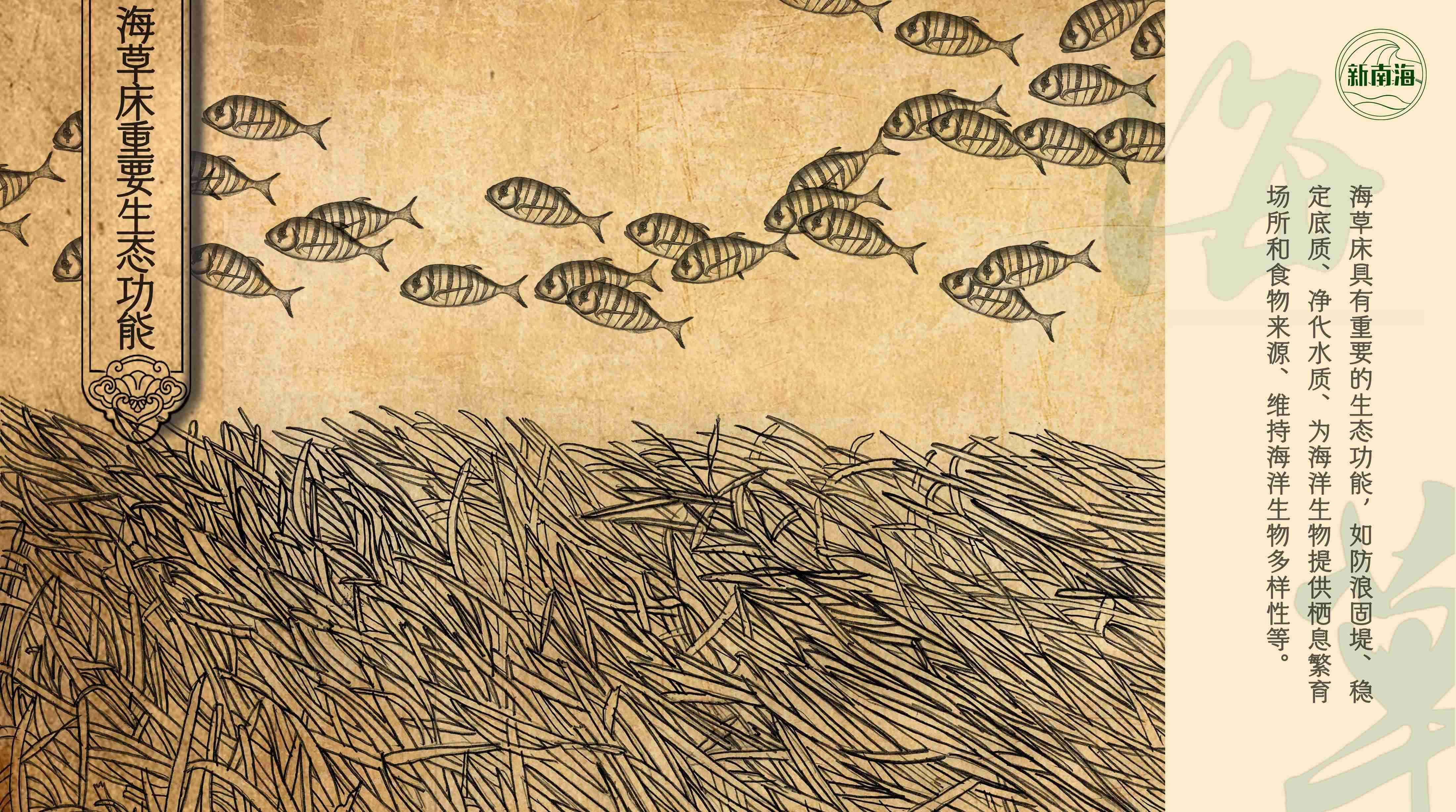 世界海草日守护生物多样性之小小海草大能量