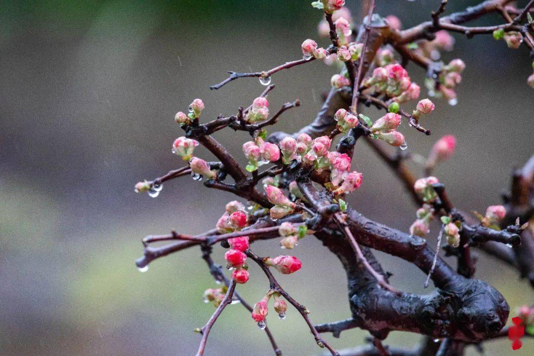 35000棵海棠开放有多美_盆景_施美超_品种