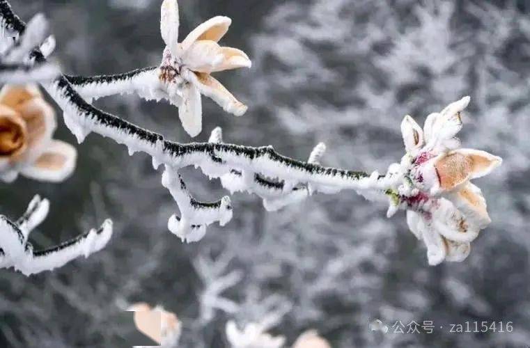 《中国爱情诗刊》(第2803期)"中国爱情小诗"同题诗会:倒春寒_河南