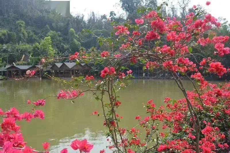 西双版纳风情之十三(走入原始森林公园)_孔雀_热带雨林_民族