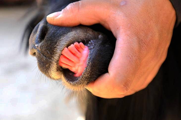 丘北舍得红骨羊妥妥的人间美味