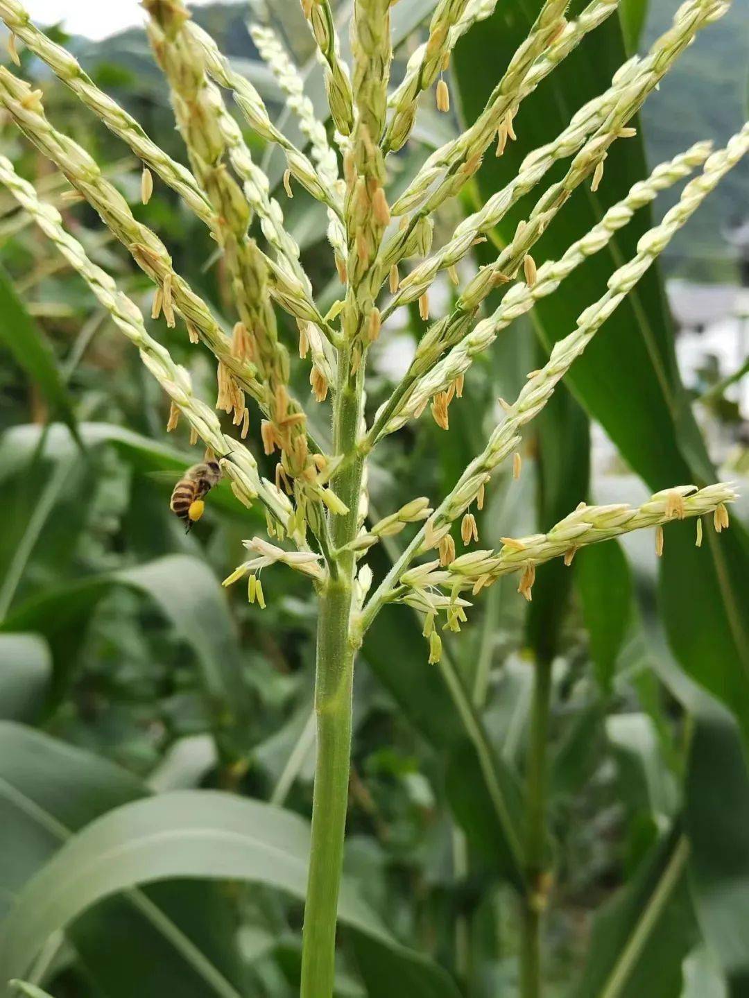 让我们像这些小蜜蜂一样采集生活的希望,实现自己的人生价值,带着对