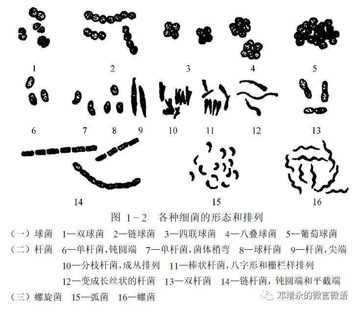 (二)  放线菌放线菌是由于菌落呈放射状而得名