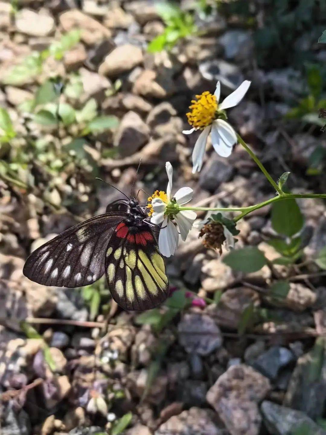 星期五,盐田上新啦 | 浪漫新"花"样_铃儿_海山_森林