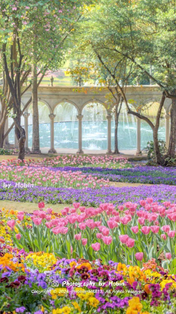 最美花城季节真的来了!_hobin_公园_木棉花