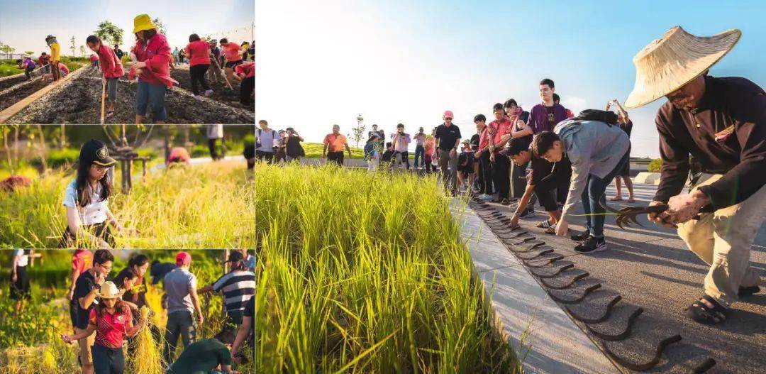 rooftop farm图片