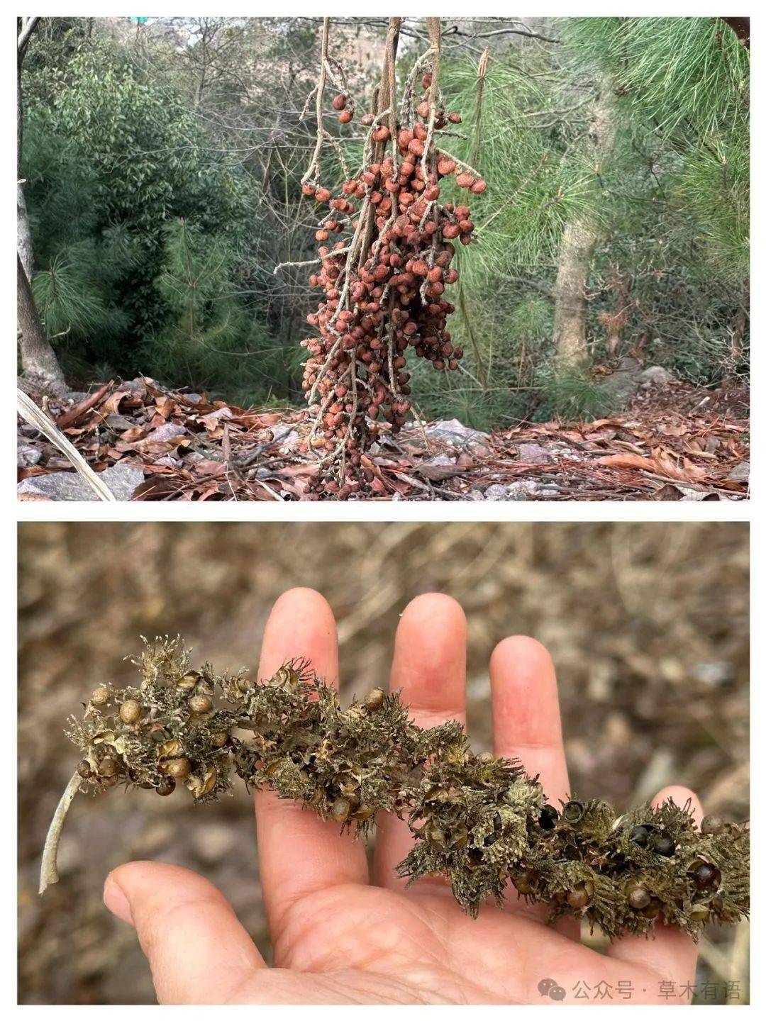 想什么得什么,想檫木见檫木_山野_叶子_山谷