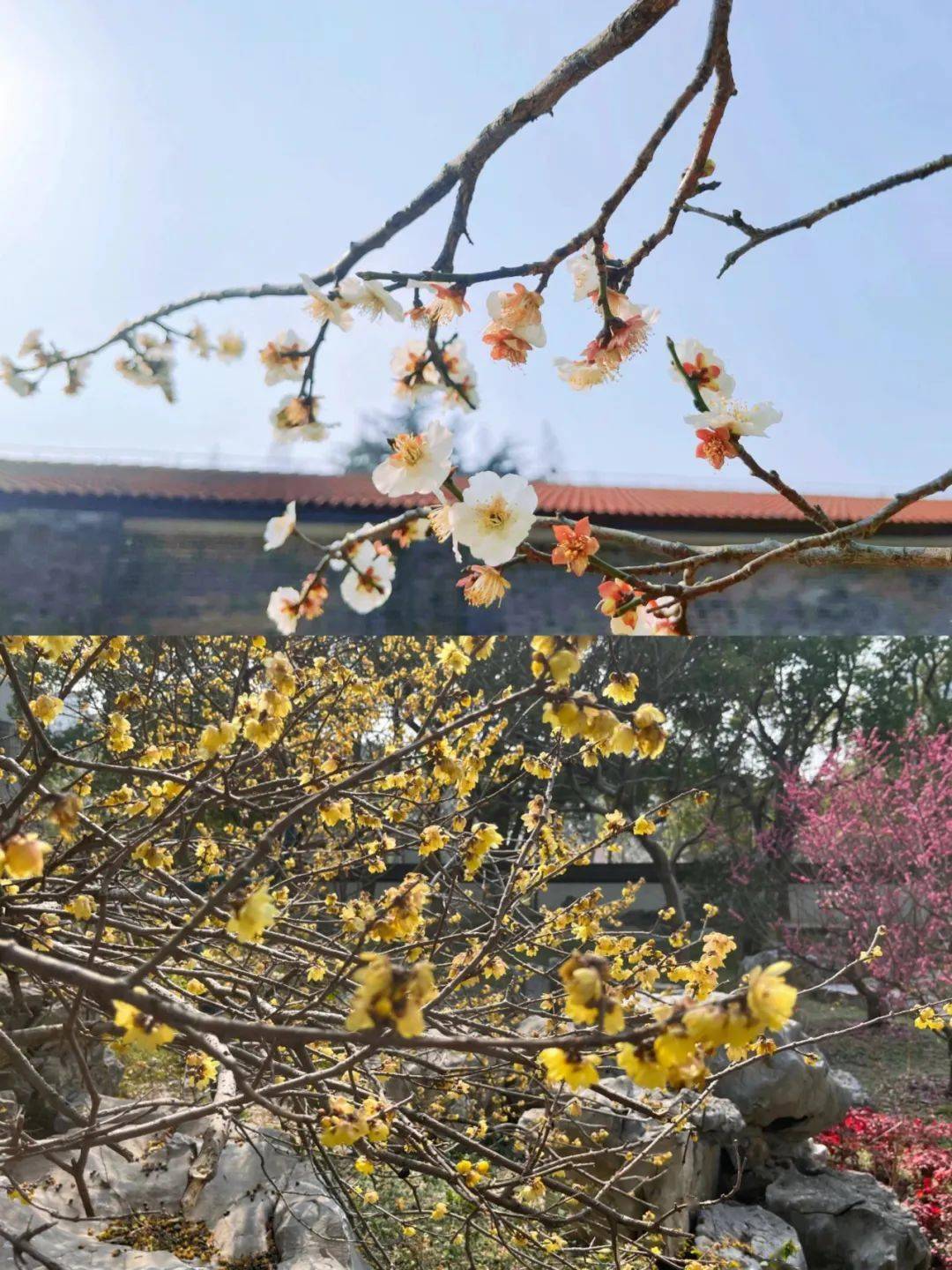 花满南湖春日美好漫游