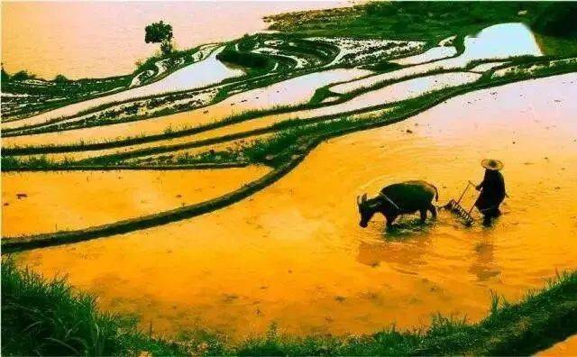 2,蚕豆开花结荚期需要大量养分,及时追施花荚肥;1,夏粮作物仍处于低温