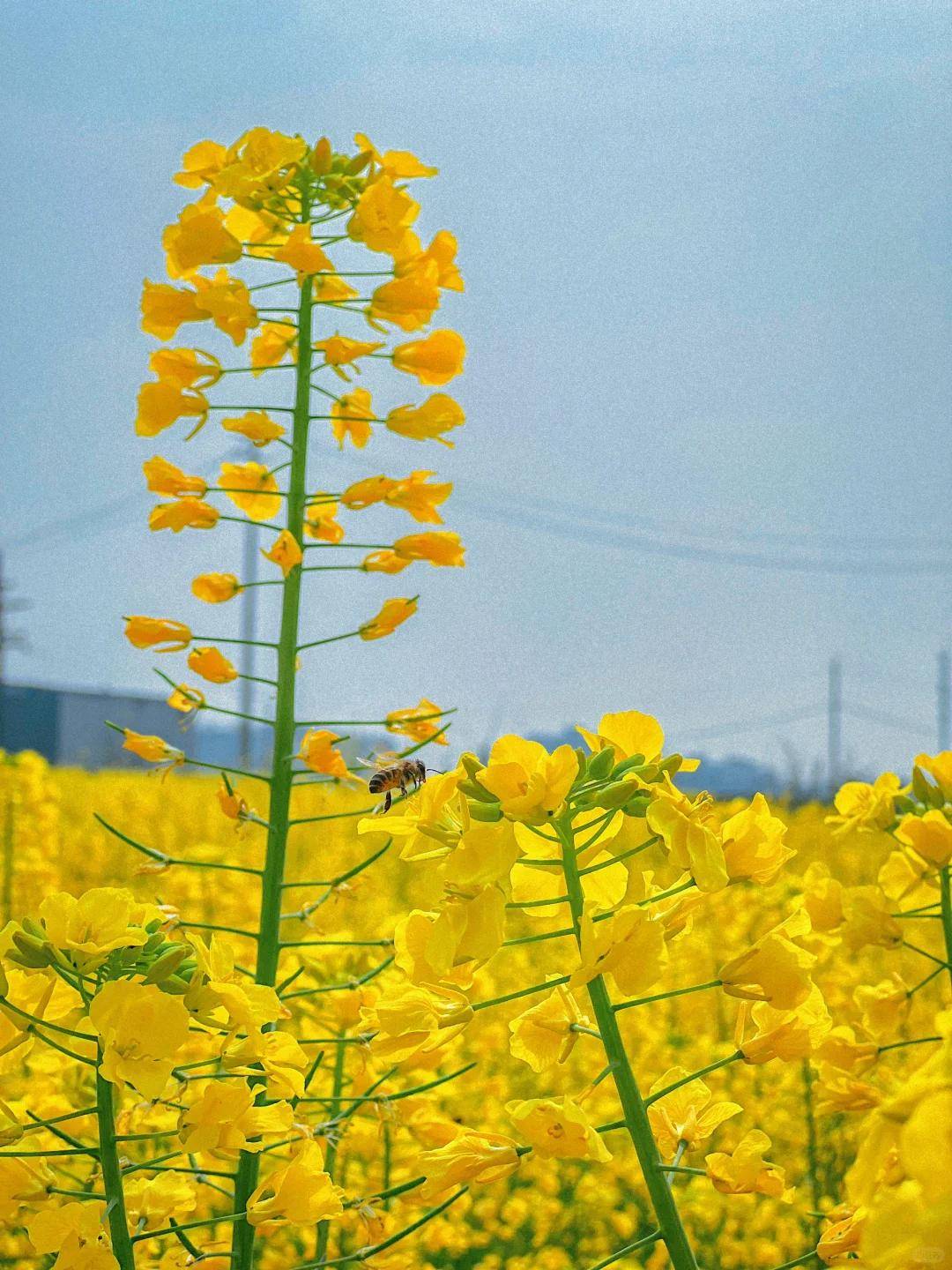 邛崃千亩油菜花图片