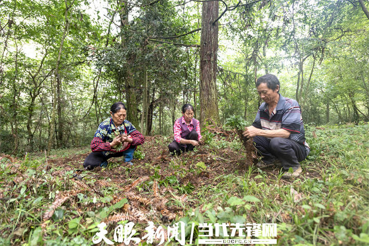 道真:林业生态变绿色经济_发展_森林_乡村旅游
