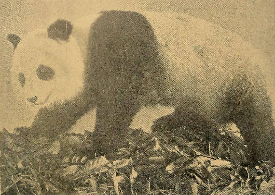 【美丽四川】雅安:大熊猫标本的起源地_杨帝泽_动物_中国