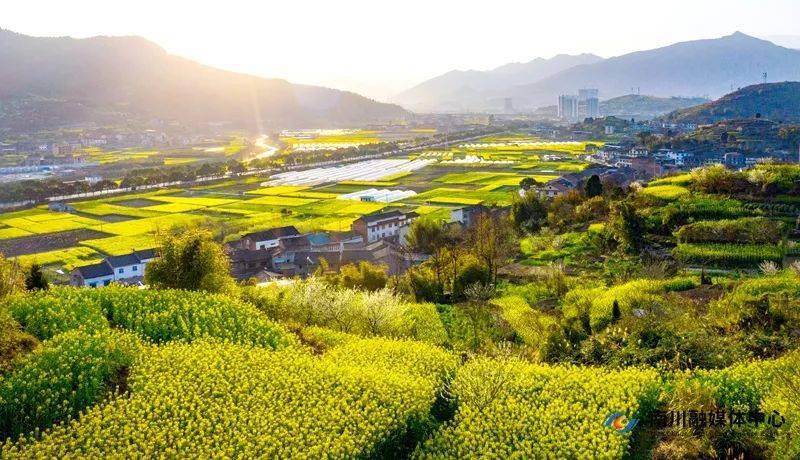 花开南川丨漫步金色海洋 邂逅春光无限_油菜花_资料_内容
