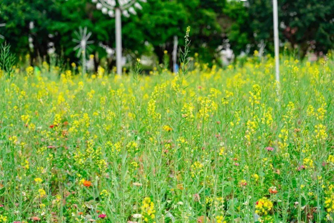 春风至,繁花来!快来码住东城这份赏花指南→_东江_木棉花_百花园