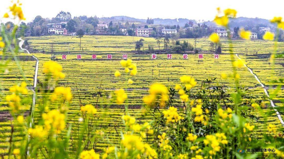花开南川丨漫步金色海洋 邂逅春光无限_油菜花_资料_内容