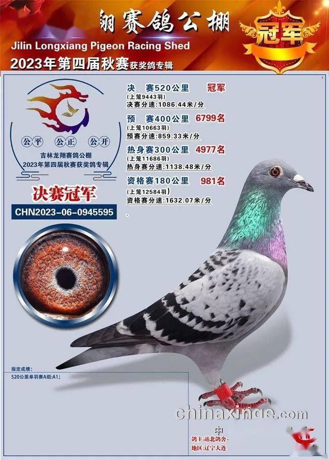 吉林大安市信和公棚2023年收鸽16857羽,速度赛上笼13726羽,决赛上笼